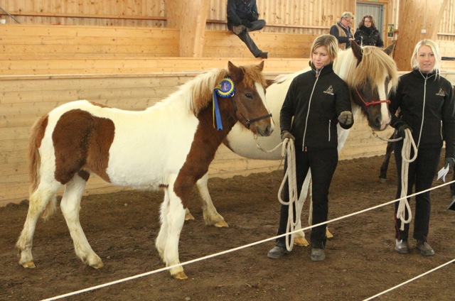 Hrisla från Stenholmen, bästa häst på Unghästchampionatet Foto: Eva Lodfeldt/Ishestnews.se