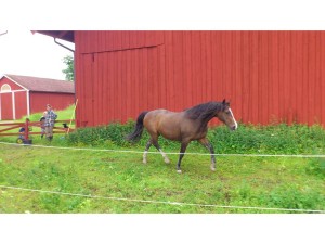 Karamelle idag, en fräsch pensionär på 27 år. Foto: Birgitta Järnåker
