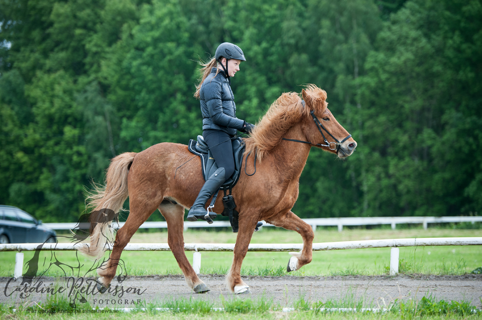 Lisa Blomdahl och hästen Gauti från Äppellunda Foto: Caroline Pettersson