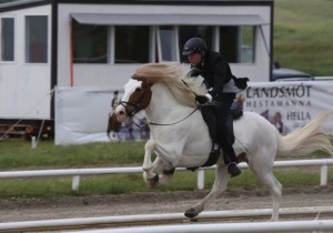 Alfursonen Lukku-Láki (Lucky Luke) höjde både traven och galoppen från 8.5 till 9.0. Tyvärr sänkte han skritten från 8.5 till 8.o. Foto: Yvonne Benzian/ishestnews.se