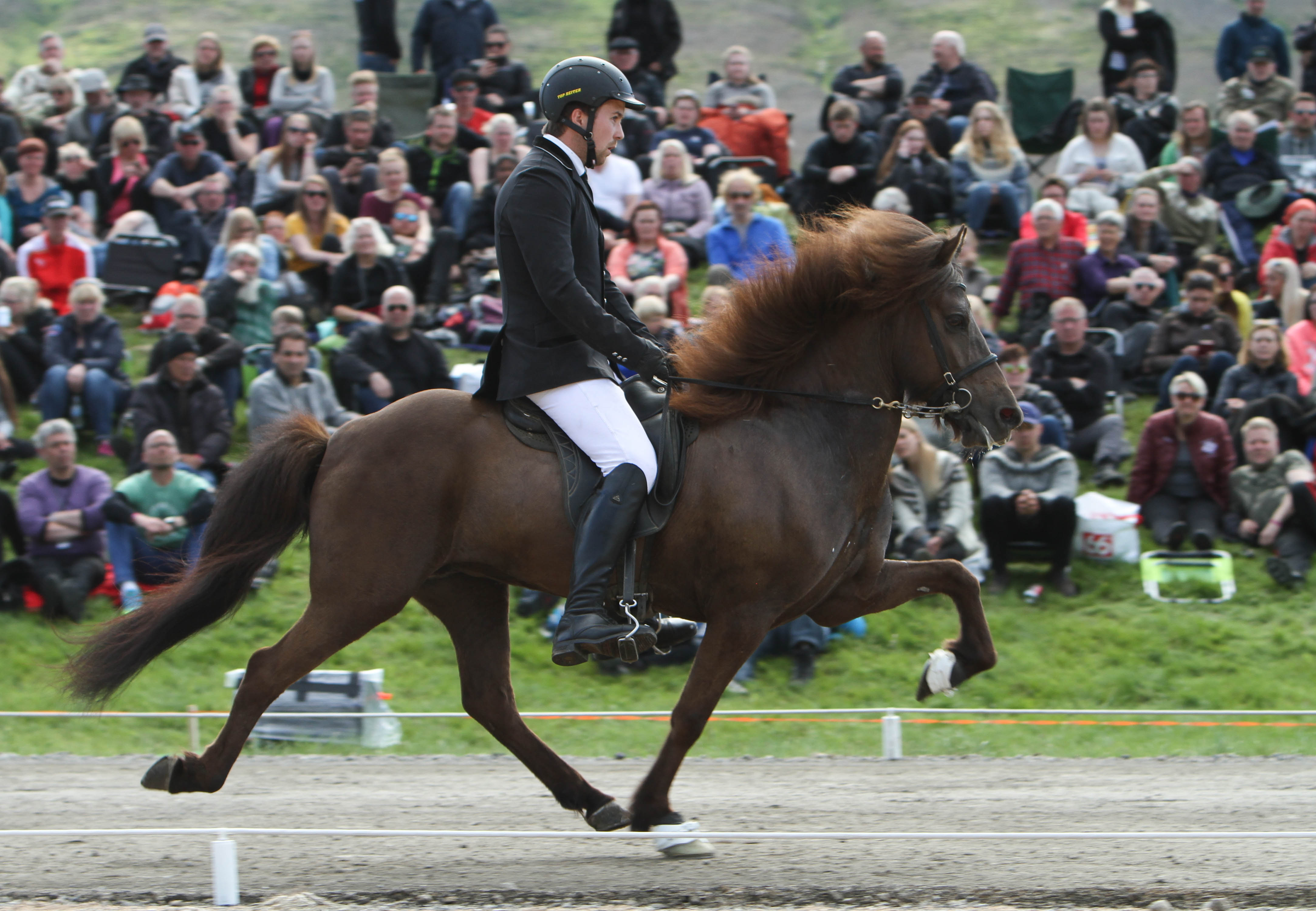Ett sto bland alla grabbarna! Sif frá Helgastödum och Teitur Árnason i tölt. Foto: Karin Cederman/ishestnews.se