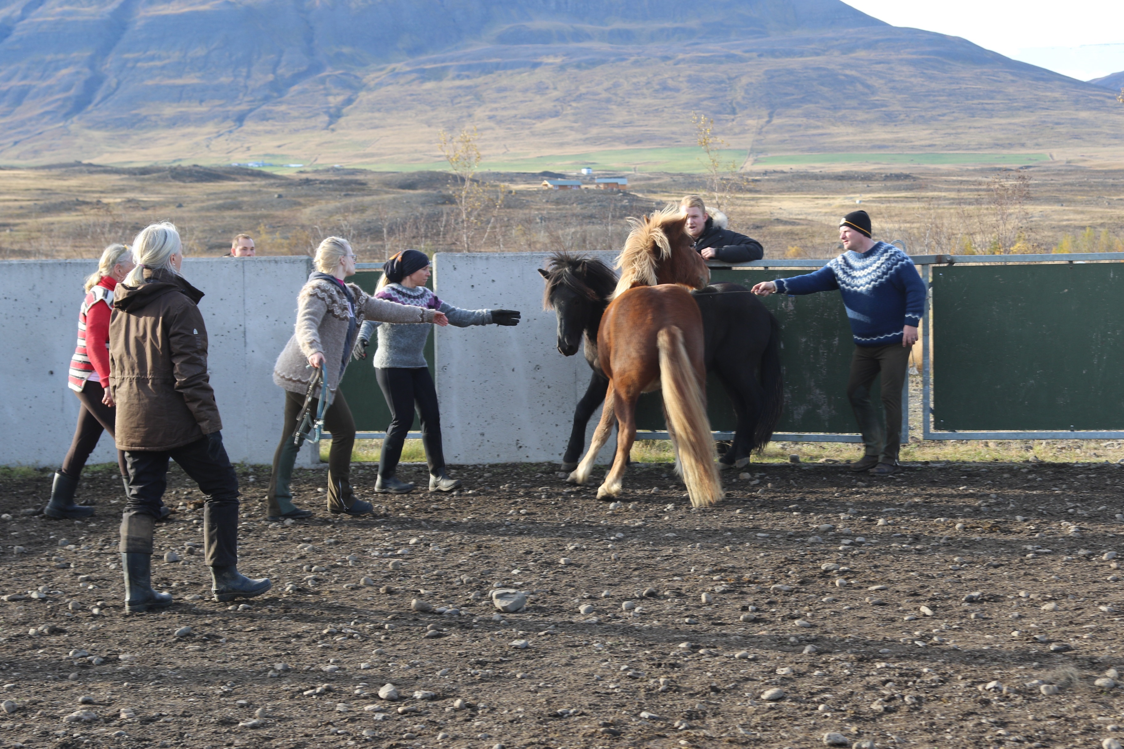 Hästarna ska till rätt ägare Foto: Sandra Marin/ishestnews.se