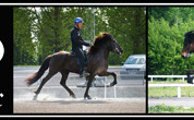 Banner Åleby Islandshästar