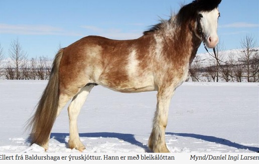 Download New unique color found in an Icelandic Horse | IsHestNews.se
