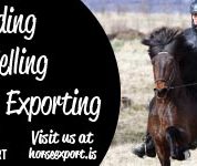 Horseexport 300×150