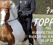toppur-hingst